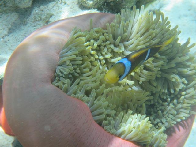 La Perle Tahaa Hotel Tapu' amu Luaran gambar